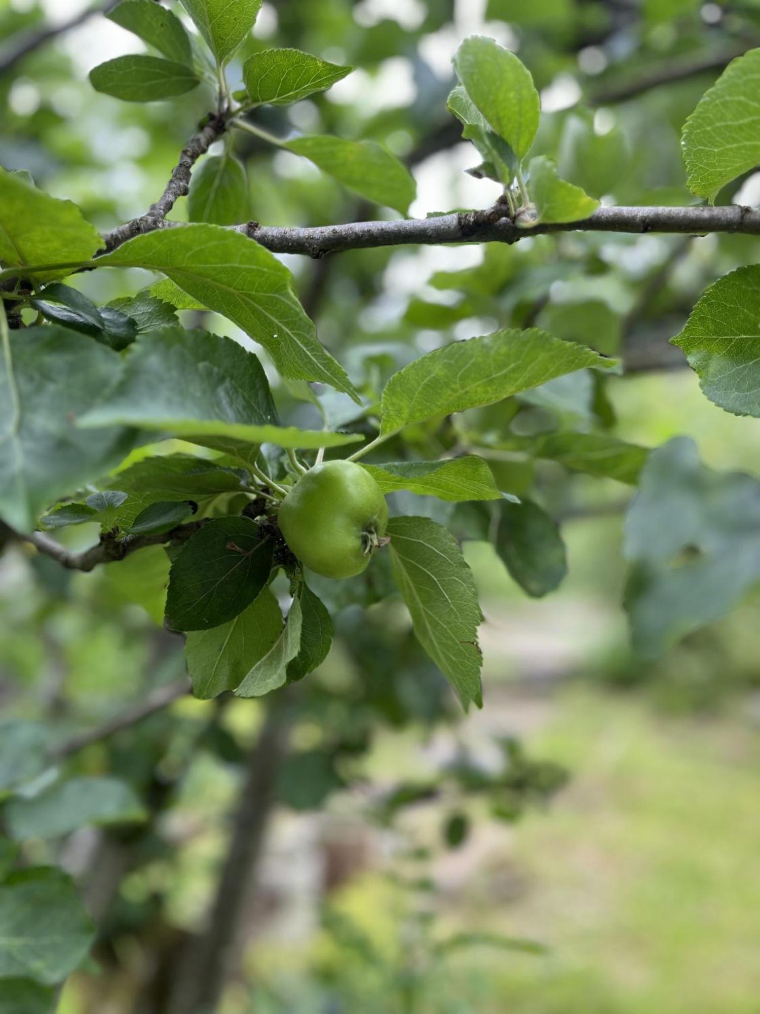 Apple Cottage Newton Stewart Eksteriør billede