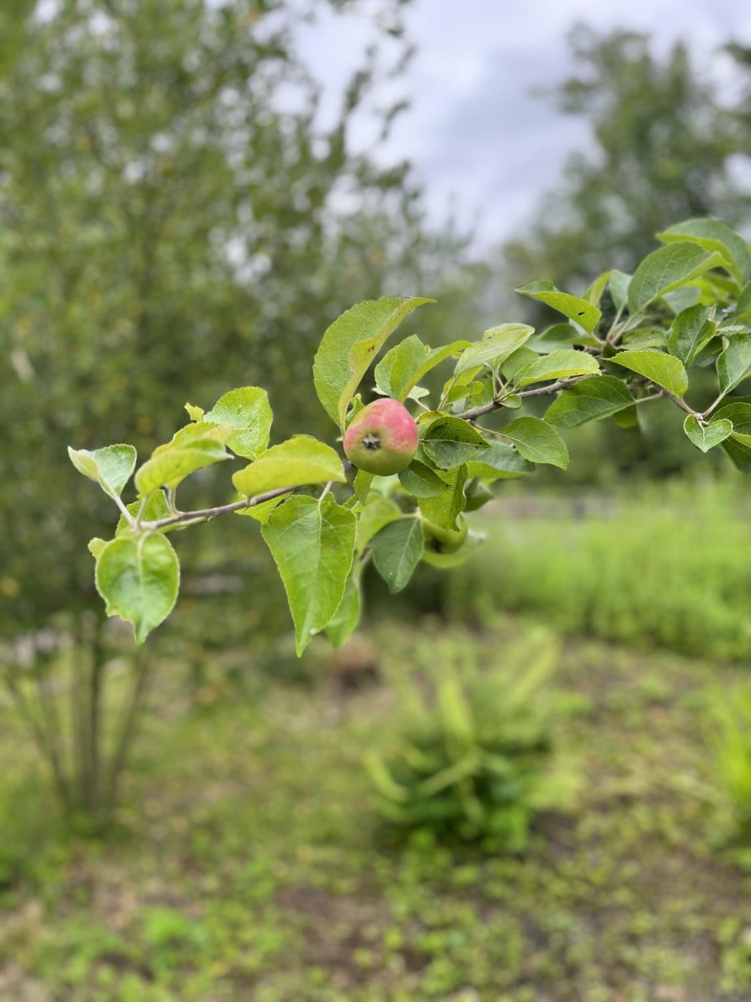 Apple Cottage Newton Stewart Eksteriør billede